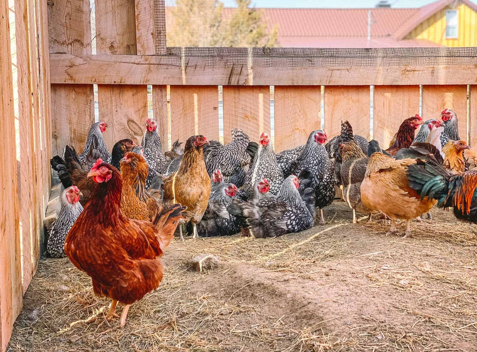 Egg-laying chickens