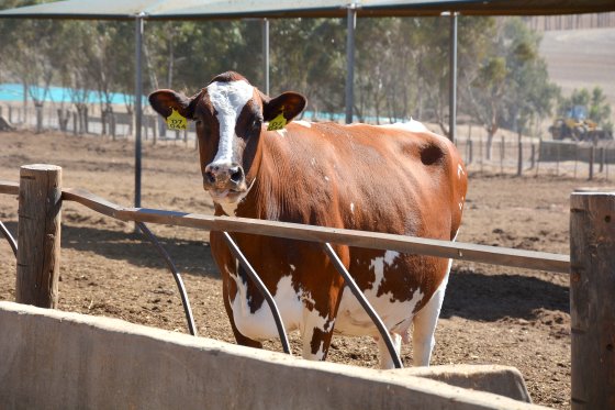 Dairy cow